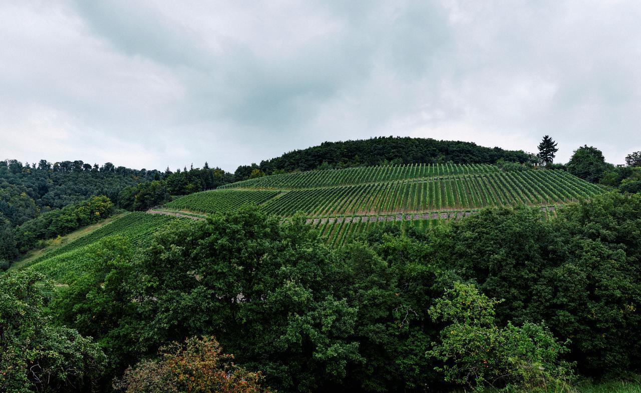 Weingut Hees - Landgasthof Zum Jaeger Aus Kurpfalz Auen Екстериор снимка